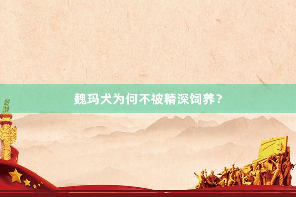 魏玛犬为何不被精深饲养？